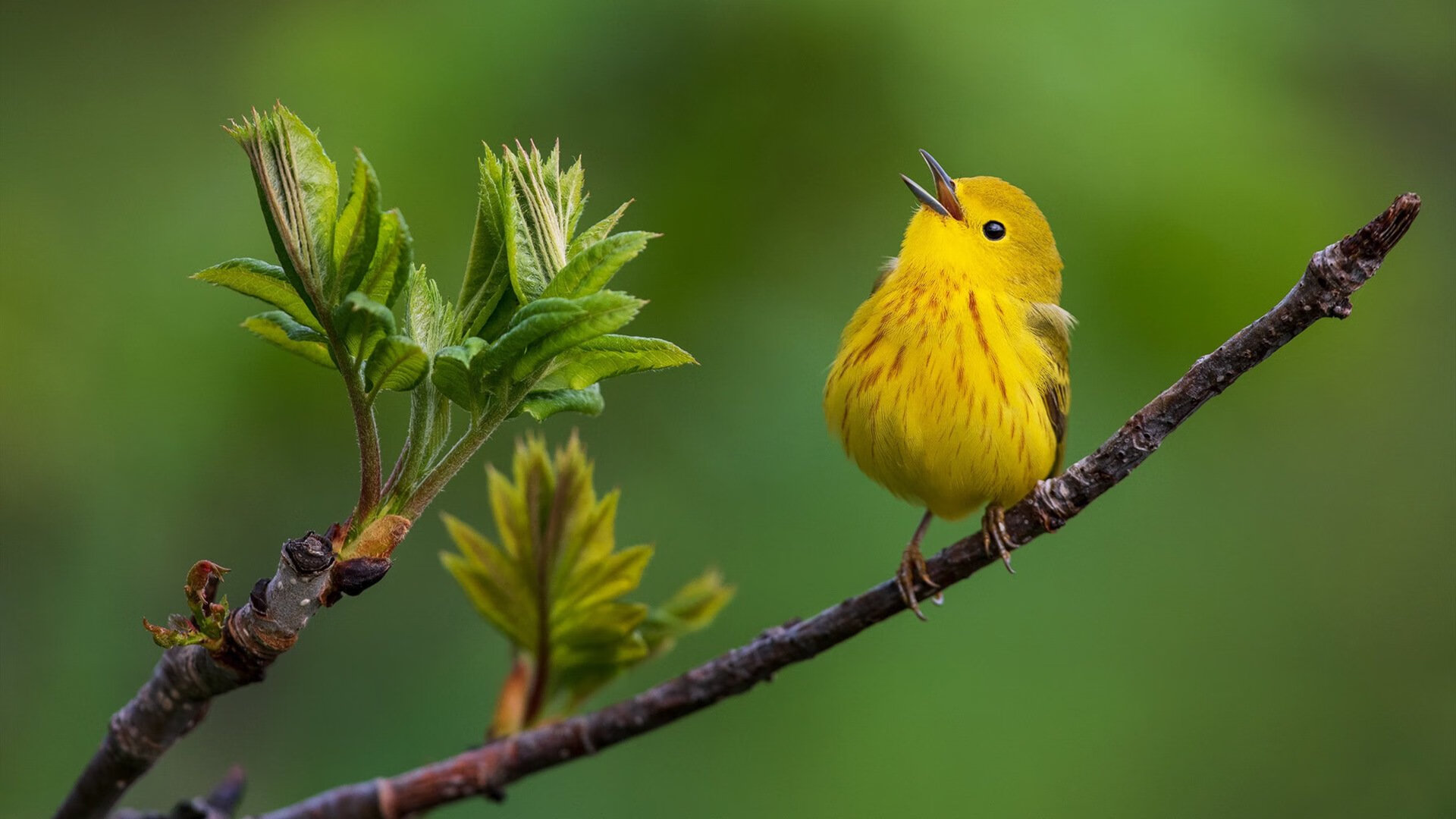 爱游戏在线-跨界征服者，从雷恩的烽火到福登的篮球梦境