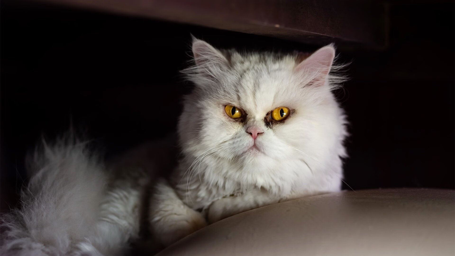 冷焰战神,巴雷拉于年度焦点之夜点燃亚平宁的狂想