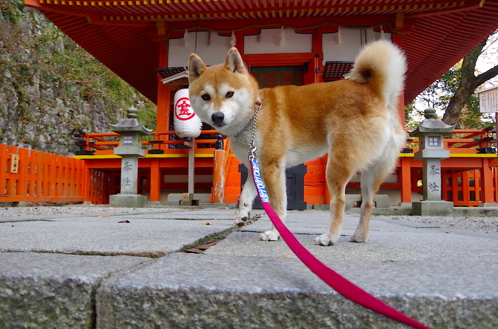 爱游戏-萨内一传一射主宰比赛走向，玻利维亚加时鏖战险胜马里
