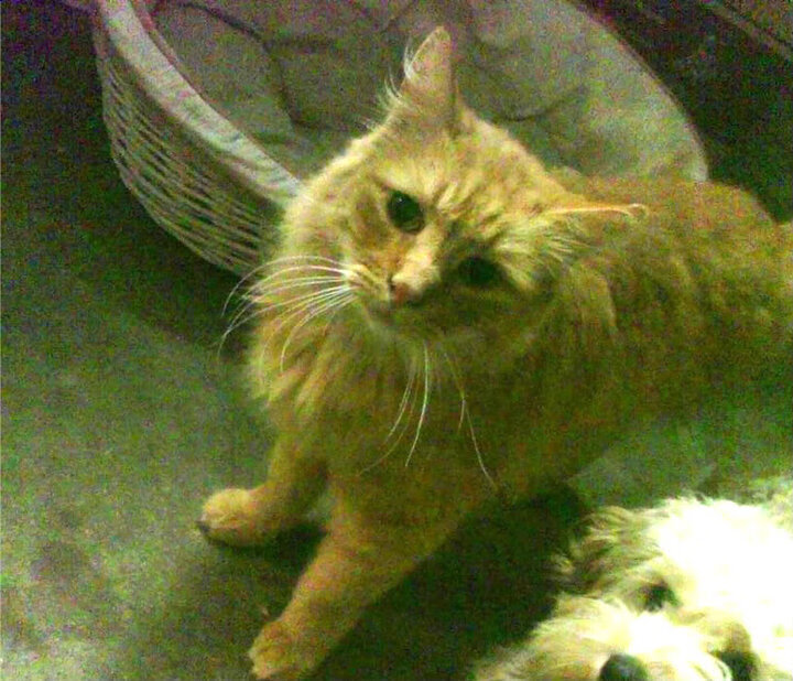 跨界竞技场,美加墨世界杯热潮下的森林狼与广厦队焦点战