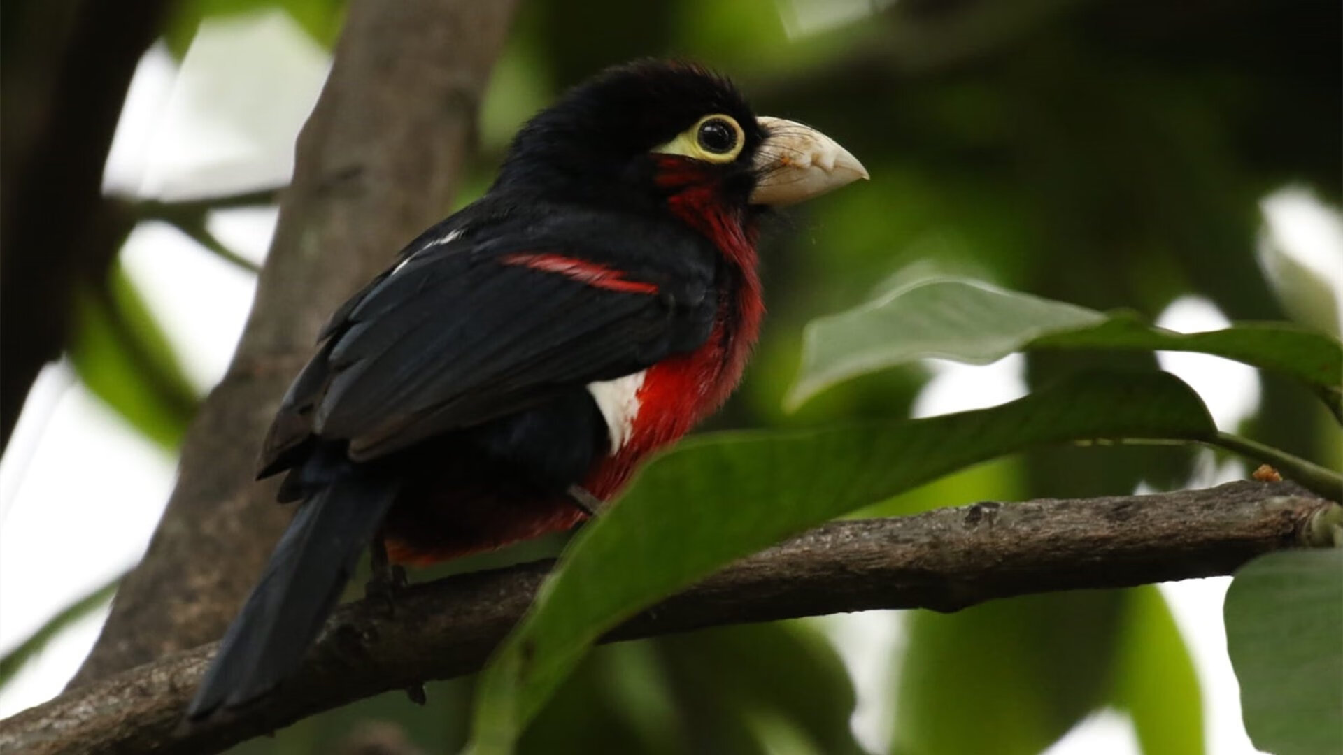 德罗赞冰火交响曲，绝境42分击穿勇士，爵士逆转风暴席卷金州