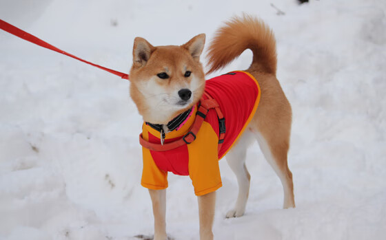 双重风暴，姆巴佩的天才爆发与芬兰式防守锁死AC米兰的战术奥秘