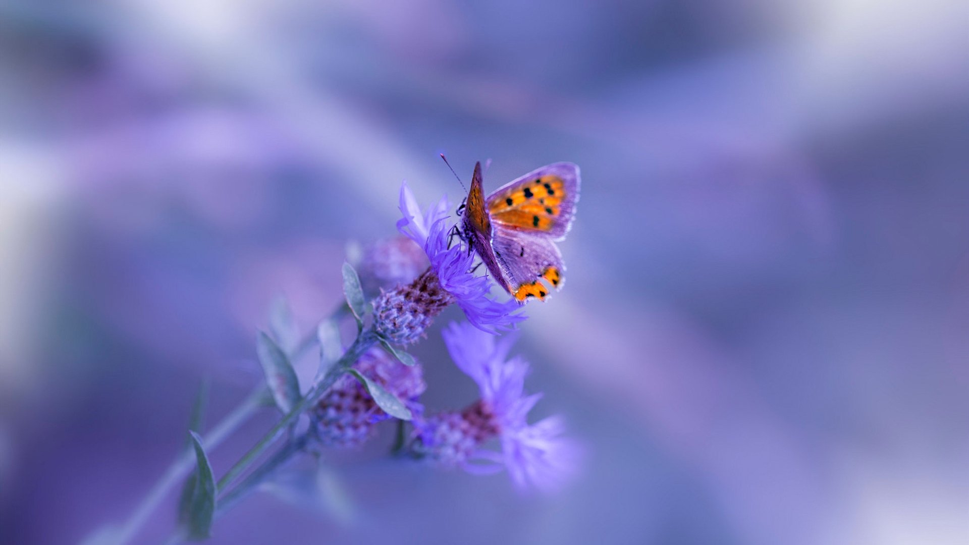 西班牙碎梦，弗拉霍维奇关键先生一剑封喉