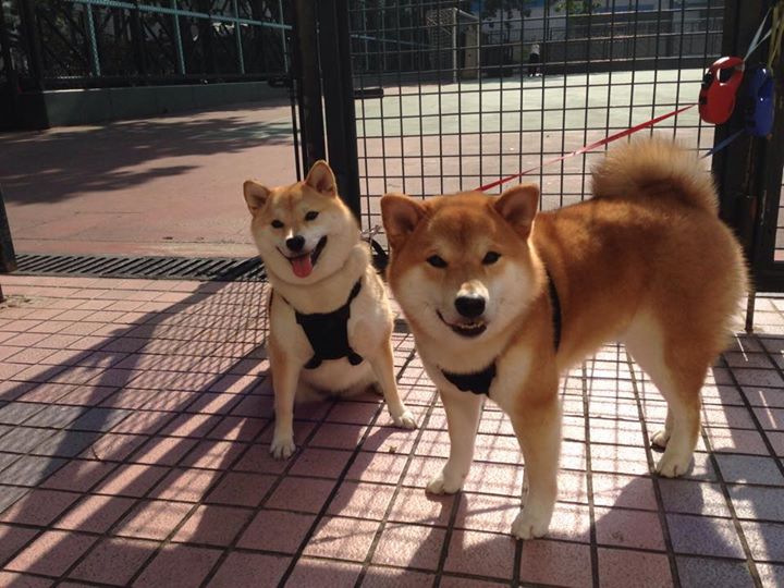 阿尔瓦雷斯，刺穿暗夜的单点寒芒；瑞士，编织节奏的精密织机—足球胜利哲学的二元对辩
