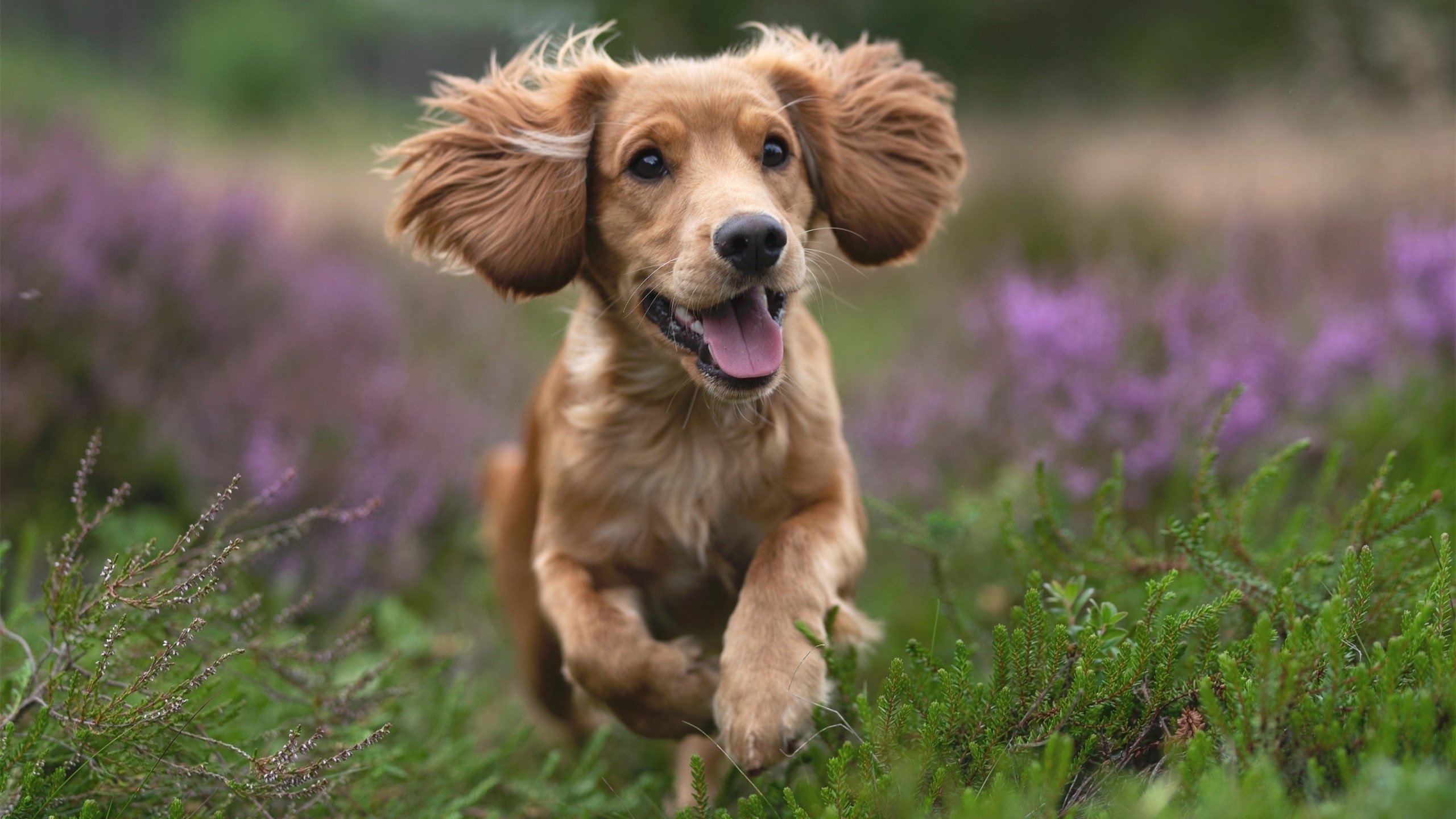 关键先生佩德里闪耀，比利亚雷亚尔轻取墨西哥劲旅