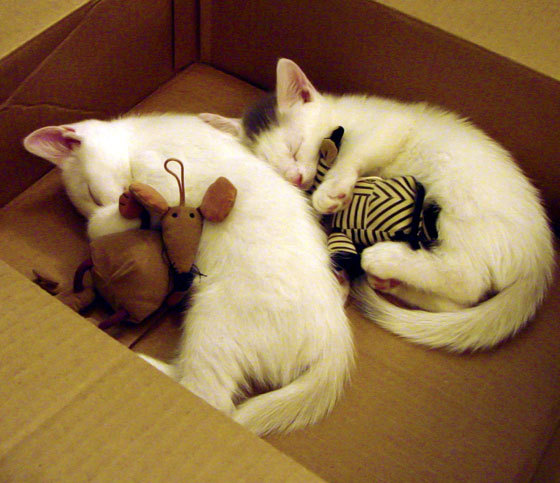 爱游戏大厅-奥斯梅恩，那不勒斯的关键先生，用一记雷霆击碎东亚铁壁